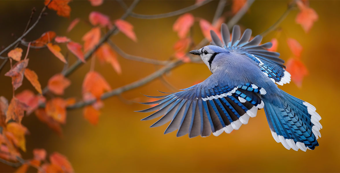 Blue Jay.