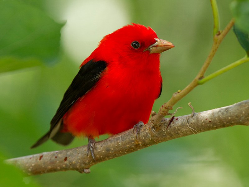 Scarlet Tanager. Credit: Linda Steele/APA 