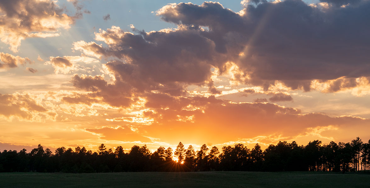 The sun rises behind a line of evergreen trees across a field.