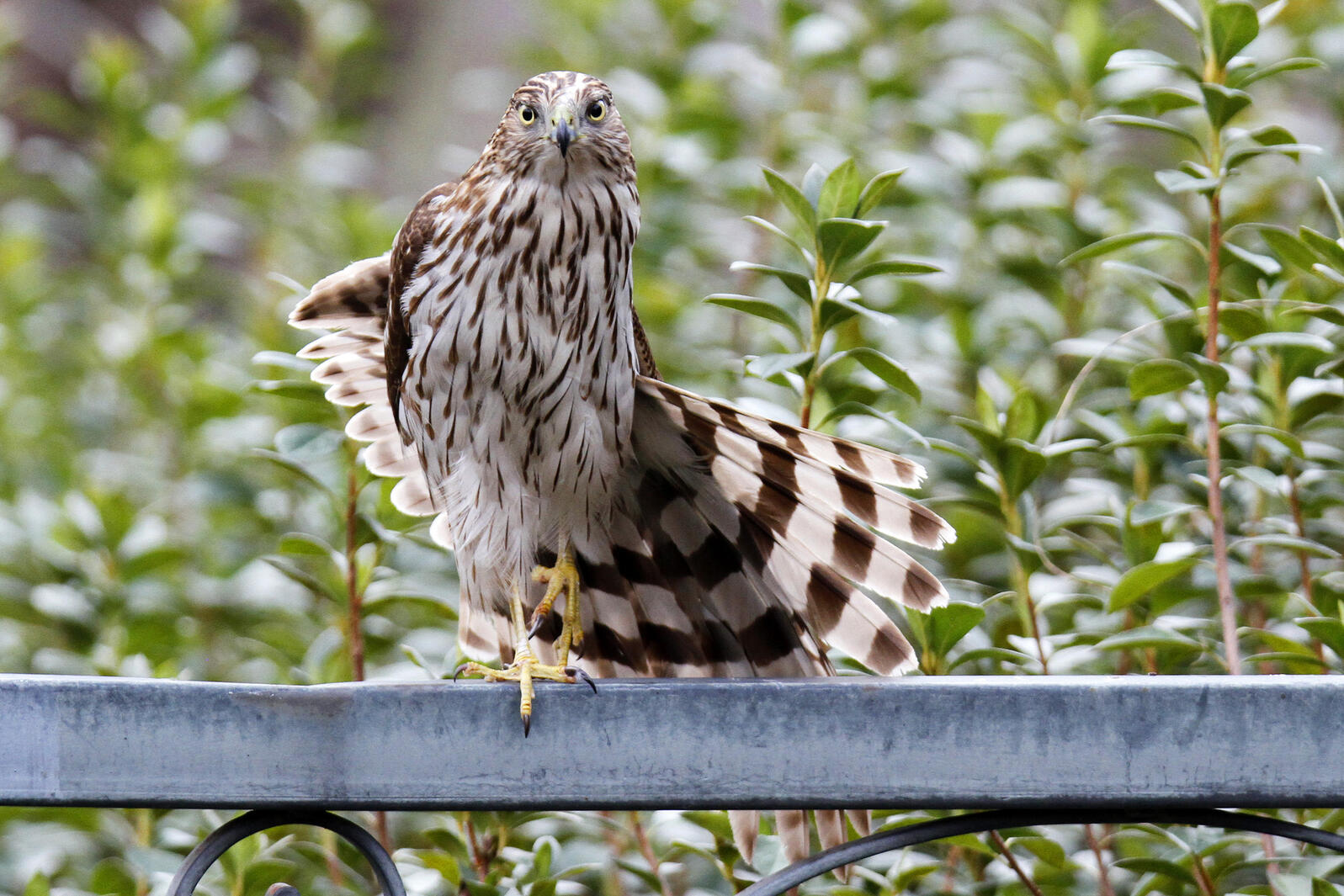 Cooper's Hawk, juvenile. Photo: Connie Guillory/Audubon Photography Awards