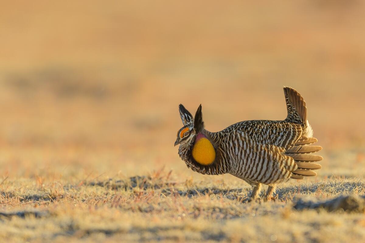 Greater Prairie-Chicken. Photo: Ly Dang/Audubon Photography Awards