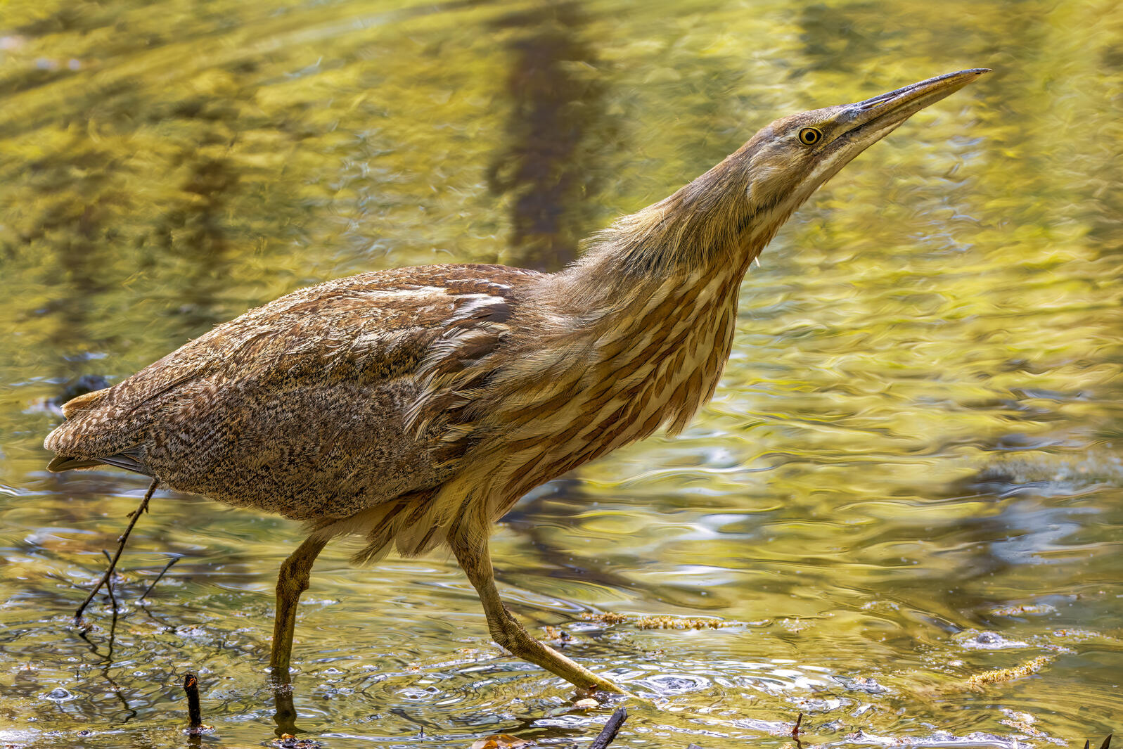 American Bittern Photo: James Mefford/Audubon Photography Awards