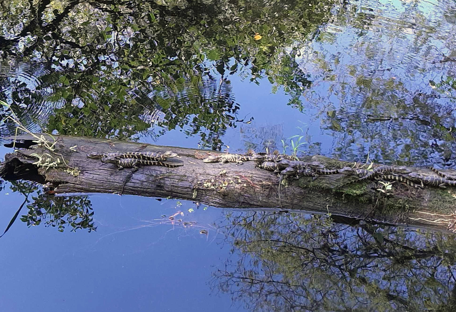 A log in the water with several baby alligators on top.