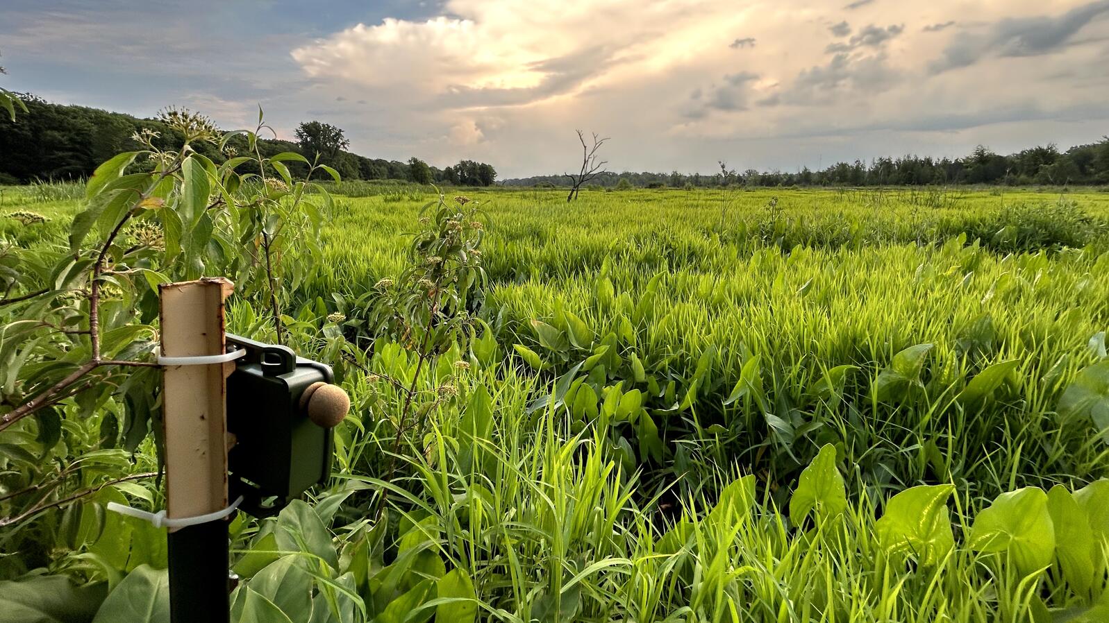 Audubon Great Lakes, in partnership with the Indiana Department of Natural Resources (DNR), Indiana Audubon Society, and University of Illinois Urbana-Champaign (UIUC), is utilizing new technology and techniques to monitor endangered marsh birds across Indiana. 