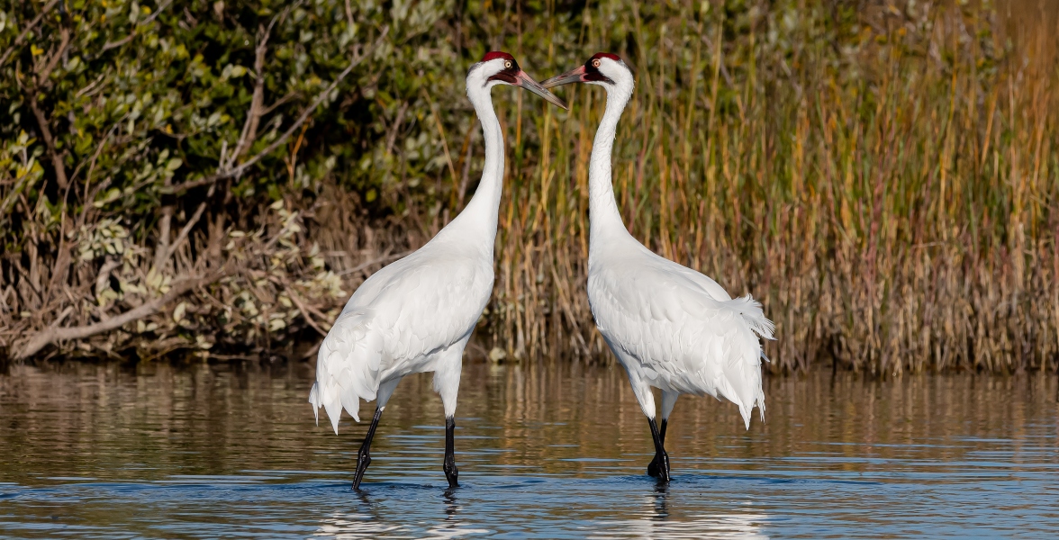 Whooping Cranes.