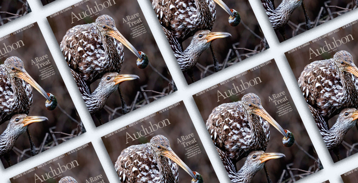 Limpkins, Fall 2024 <i>Audubon</i> magazine.