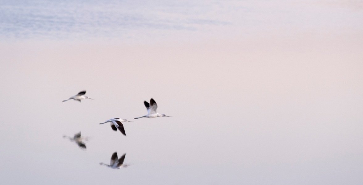 American Avocets fly over a saline wetland on Audubon&rsquo;s Gillmor Sanctuary in Salt Lake County, Utah. Photo: Evan Barrientos/Audubon Rockies
