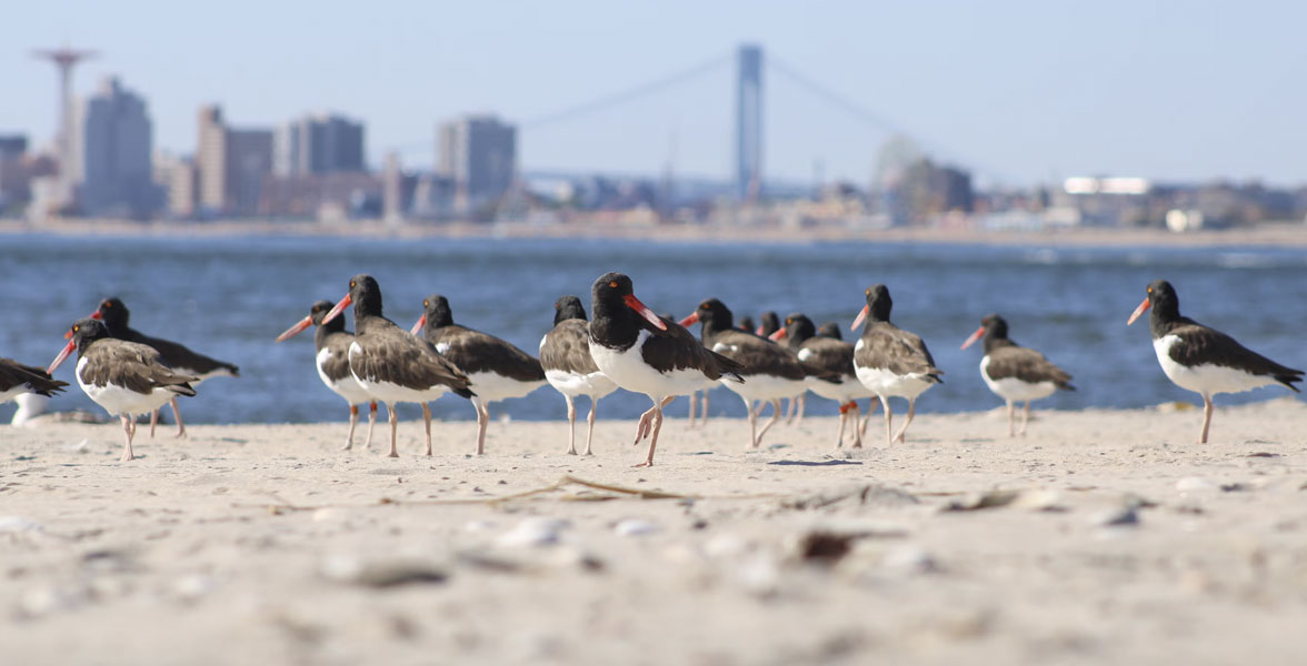 Photo of a flock of American Oystercatchers standing on a beach with a city skyline in the background.