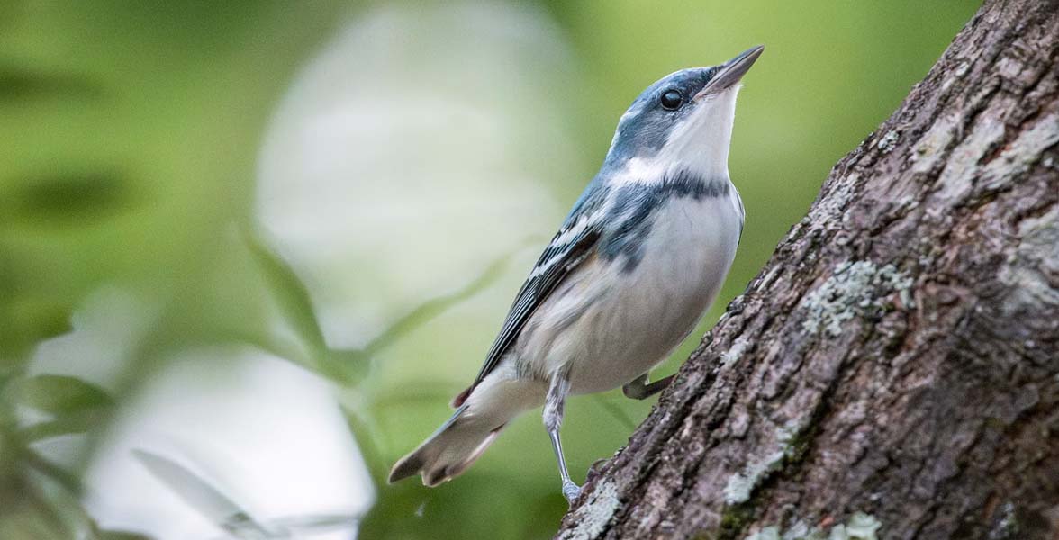Photo of a Cerulean Warbler perched on a tree trunk.