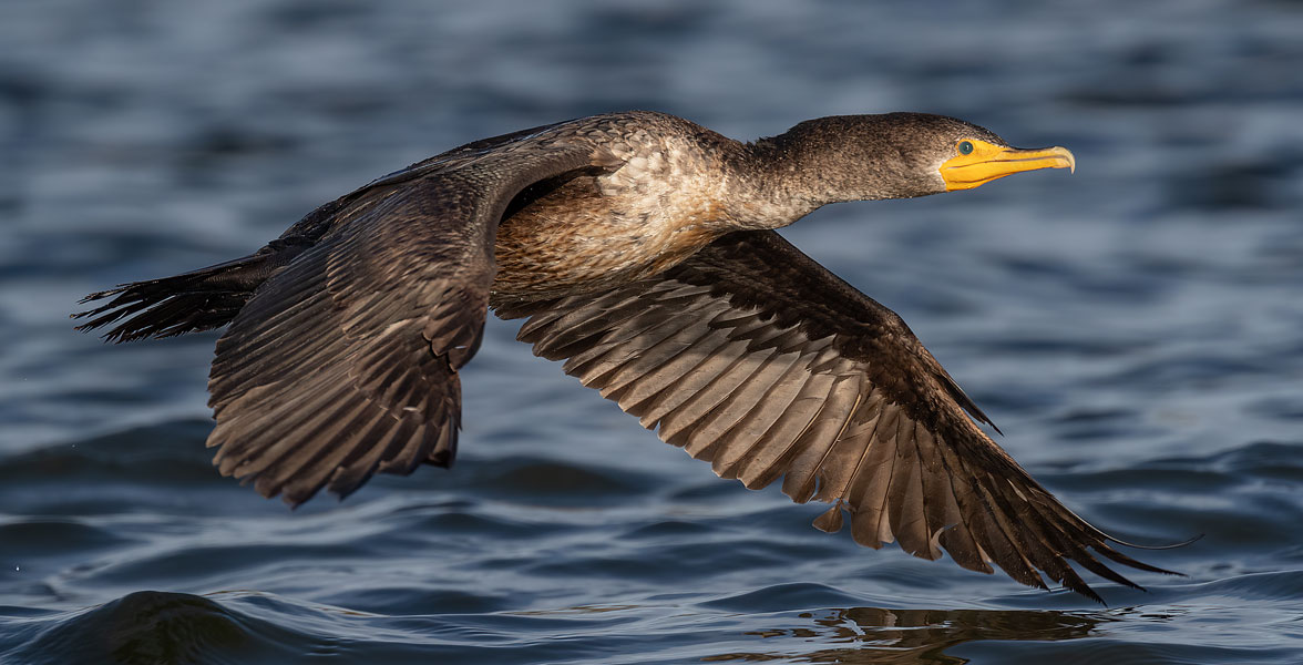 Photo of a Double-crested Cormorant in flight.