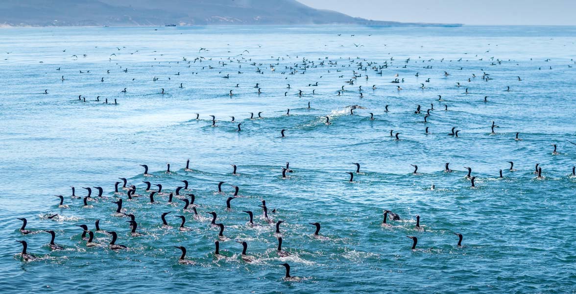 Photo of Brandt's Cormorants and Double-crested Cormorants.