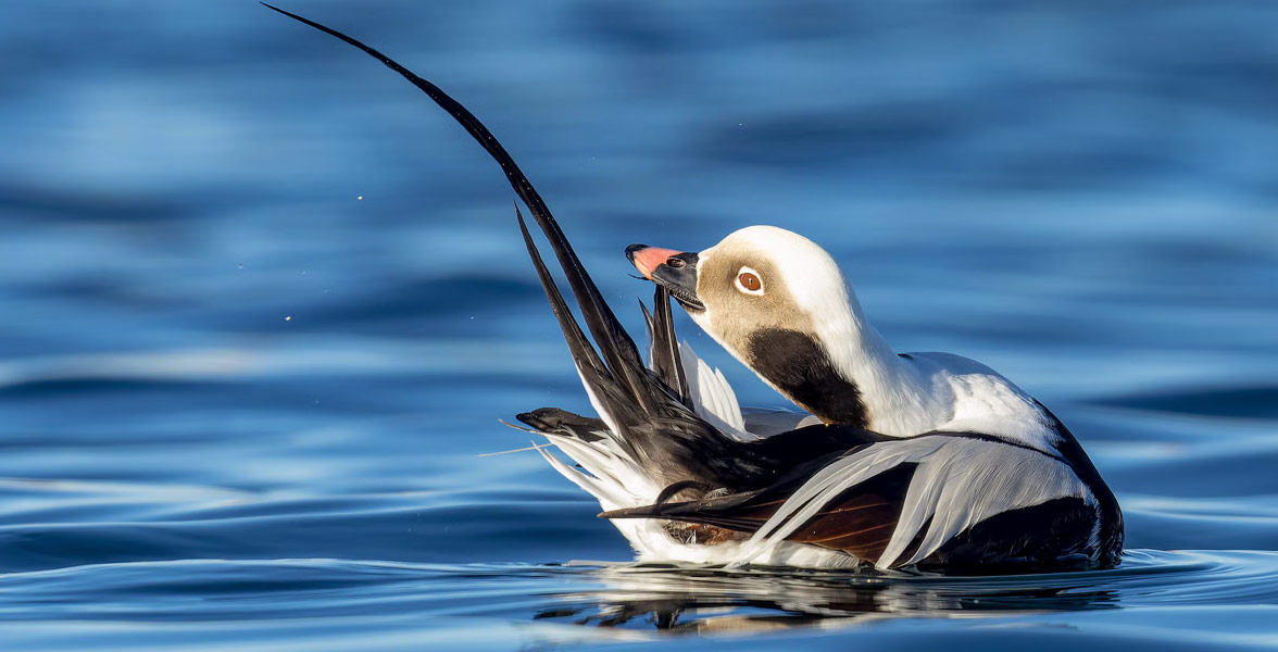 Photo of a Long-tailed Duck.