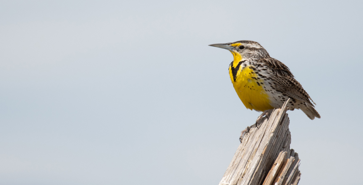 Photo of a Western Meadowlark perched on a stump.