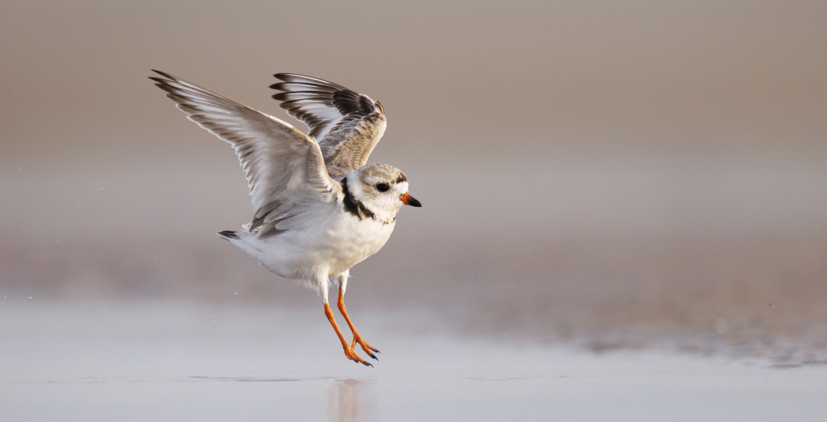 Photo of a Piping Plover.