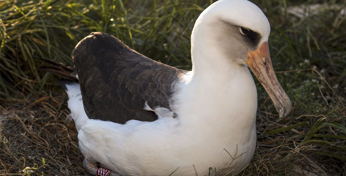 Photo of a banded Laysan Albatross. 