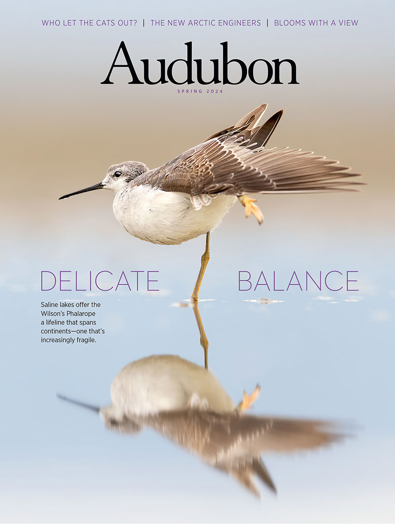 Wilson's Phalarope, Spring 2024 <i>Audubon</i> magazine.