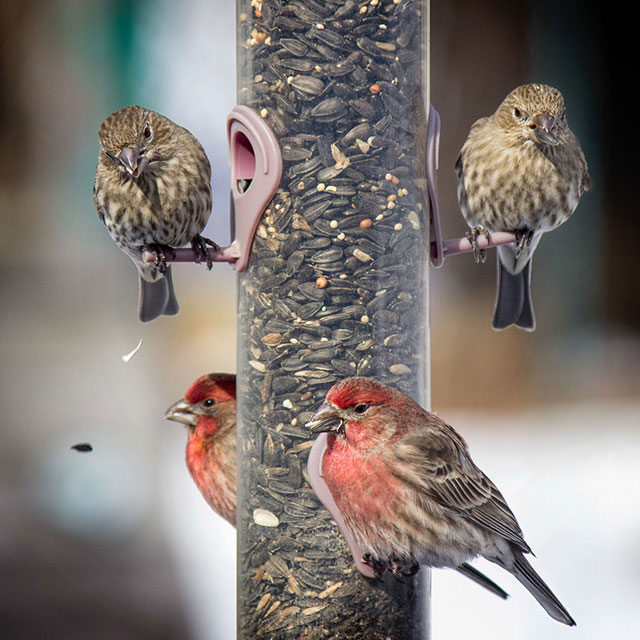 House Finches.