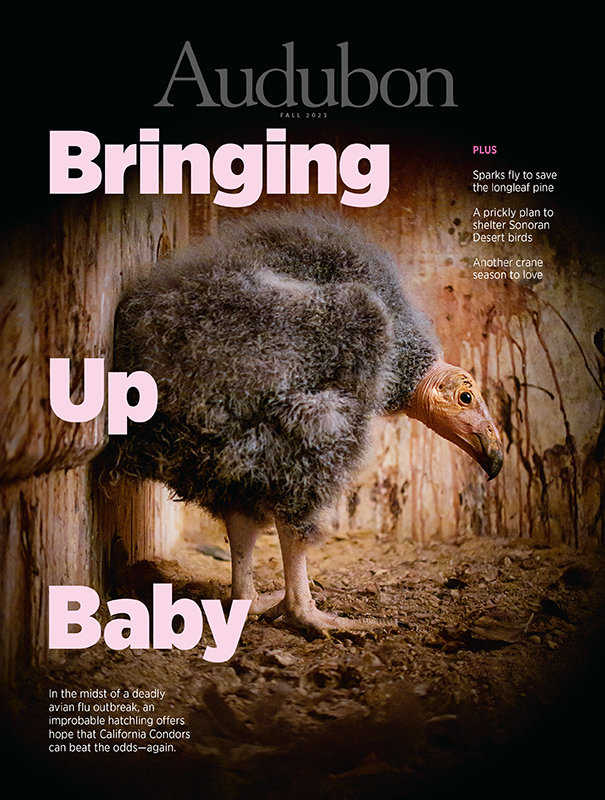 California Condor, Fall 2023 <i>Audubon</i> magazine.