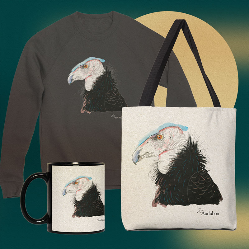 The Aviary: Condor Collection.