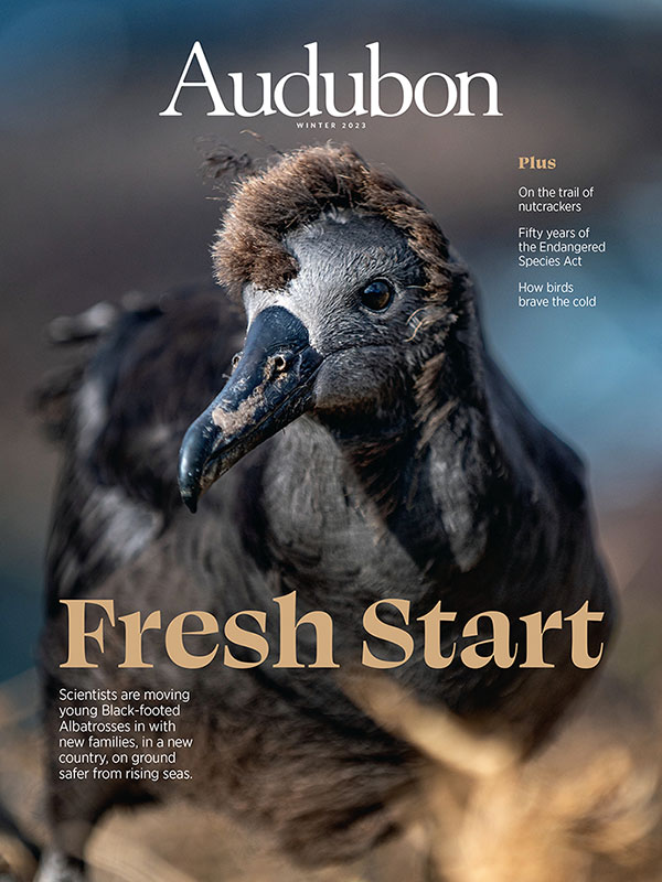 Black-footed Albatross, Winter 2023 <i>Audubon</i> magazine.