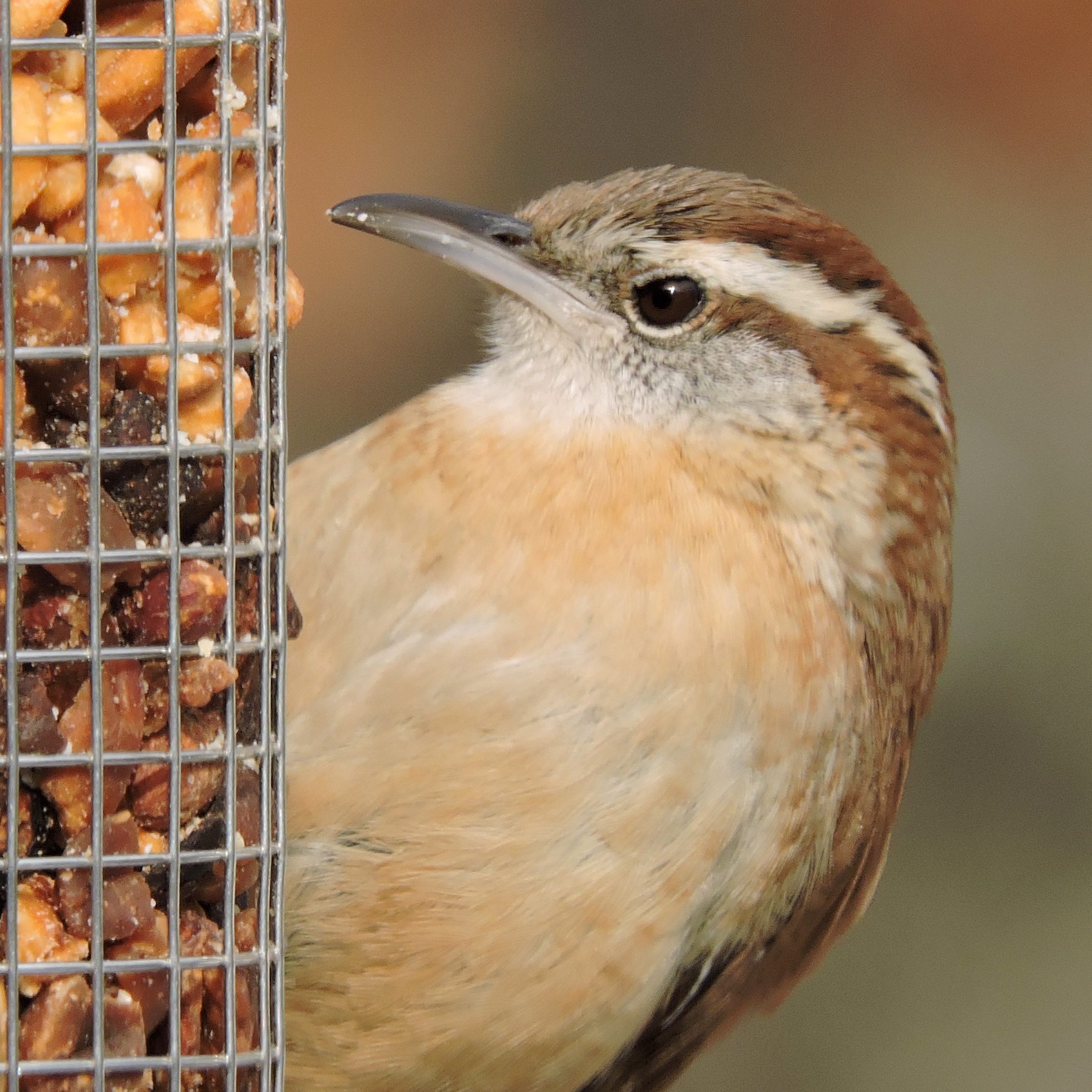 Carolina Wren.