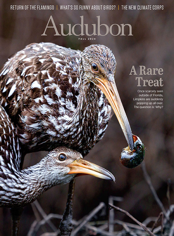 Limpkins, Fall 2024 Audubon magazine.