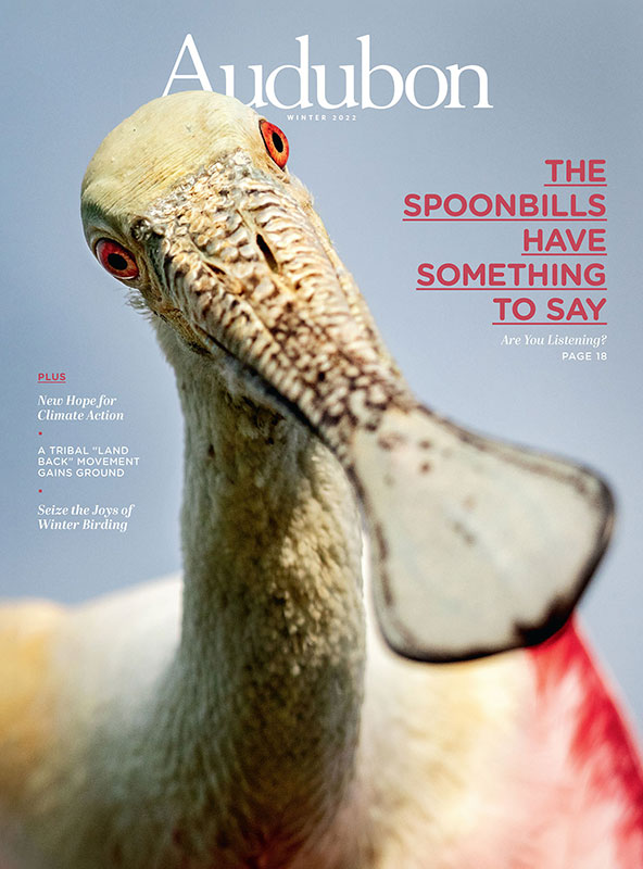 Roseate Spoonbill, Winter 2022 Audubon magazine.