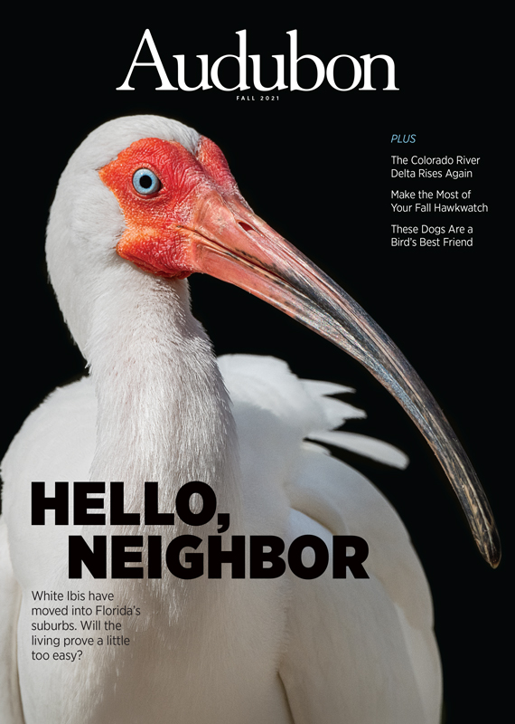  White Ibis, Fall 2021 Audubon magazine.