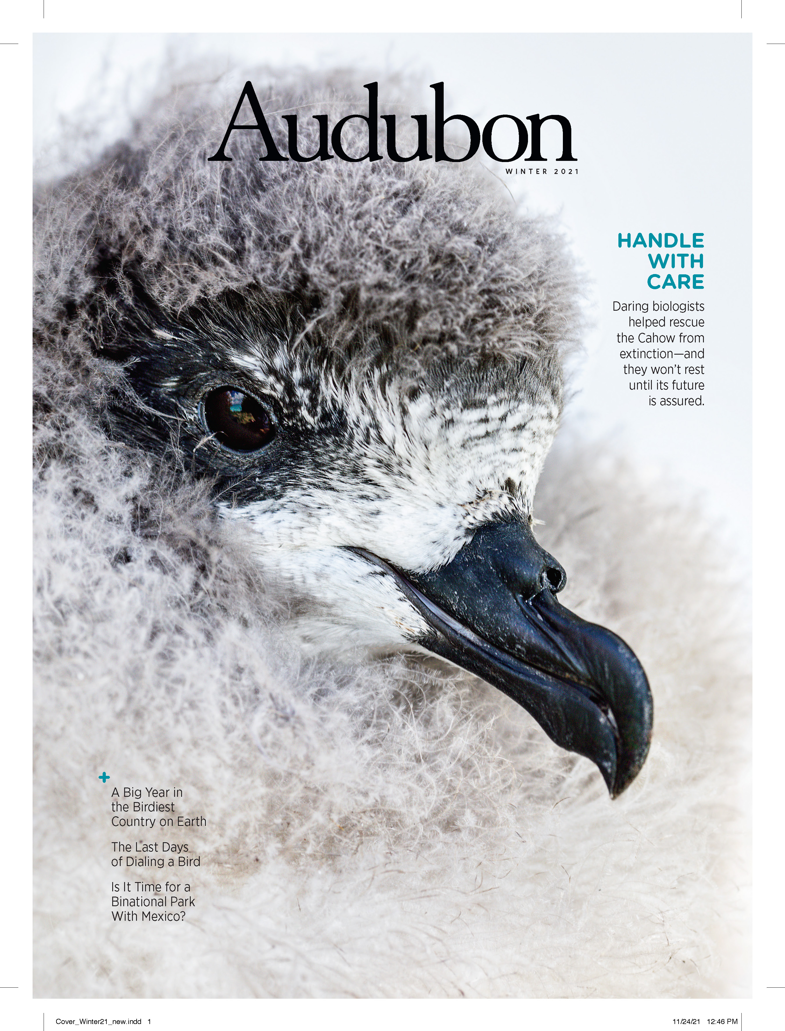 Bermuda Petrel, or Cahow, chick, Winter 2021 Audubon magazine.