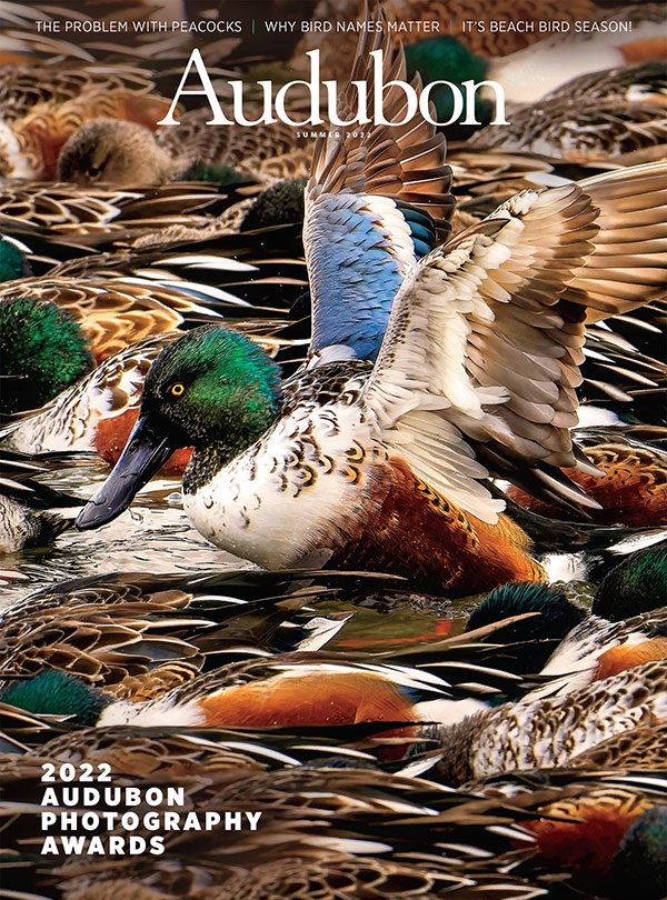 Northern Shovelers, Summer 2022 Audubon Magazine.