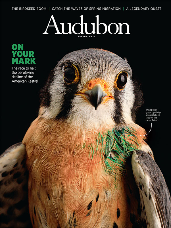 American Kestrel, Spring 2023 <i>Audubon</i> magazine.