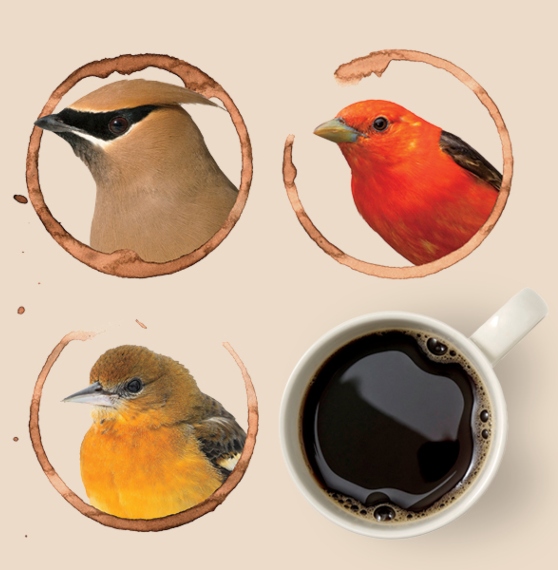 Illustrations of birds inside coffee rings.