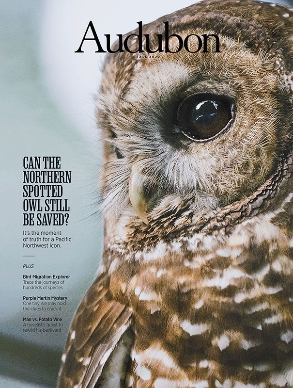 Northern Spotted Owl, Fall 2022 Audubon Magazine.