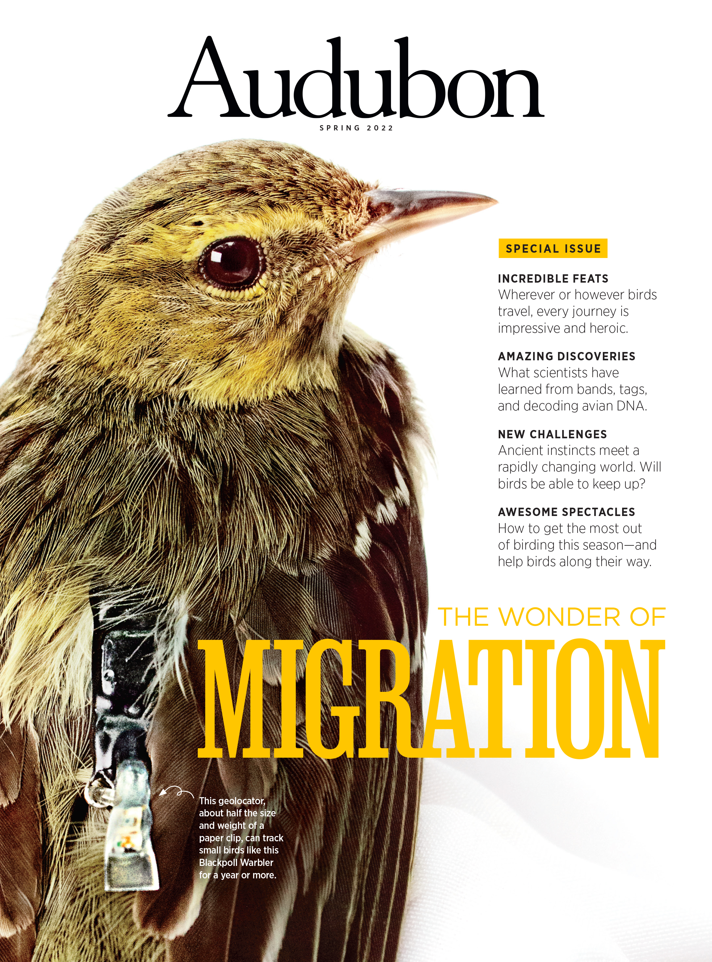 Blackpoll Warbler with geolocator, Spring 2022 Audubon Magazine.