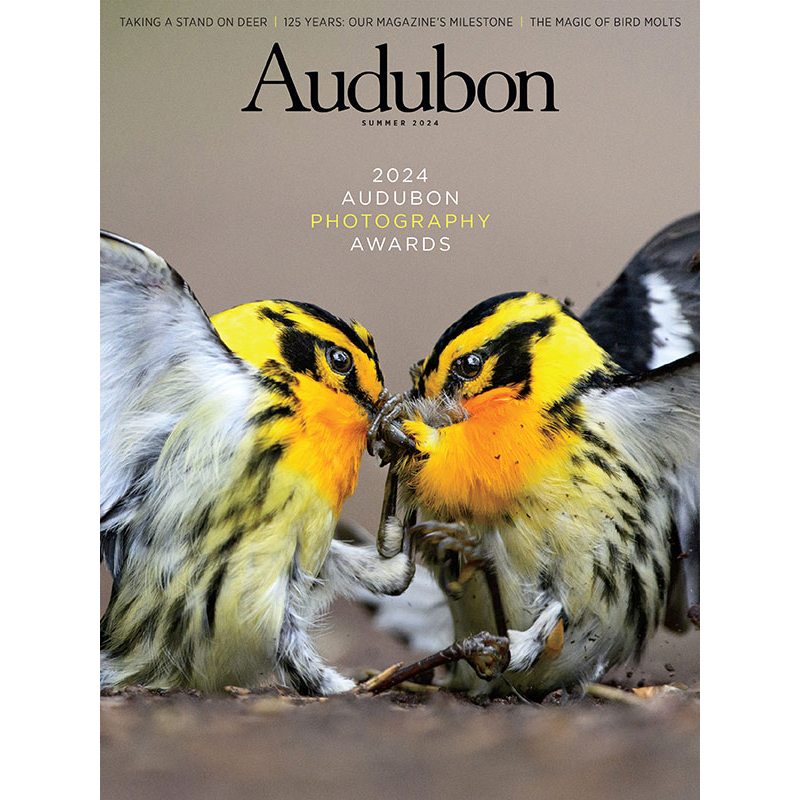 Blackburnian Warblers, Summer 2024 <i>Audubon</i> magazine.