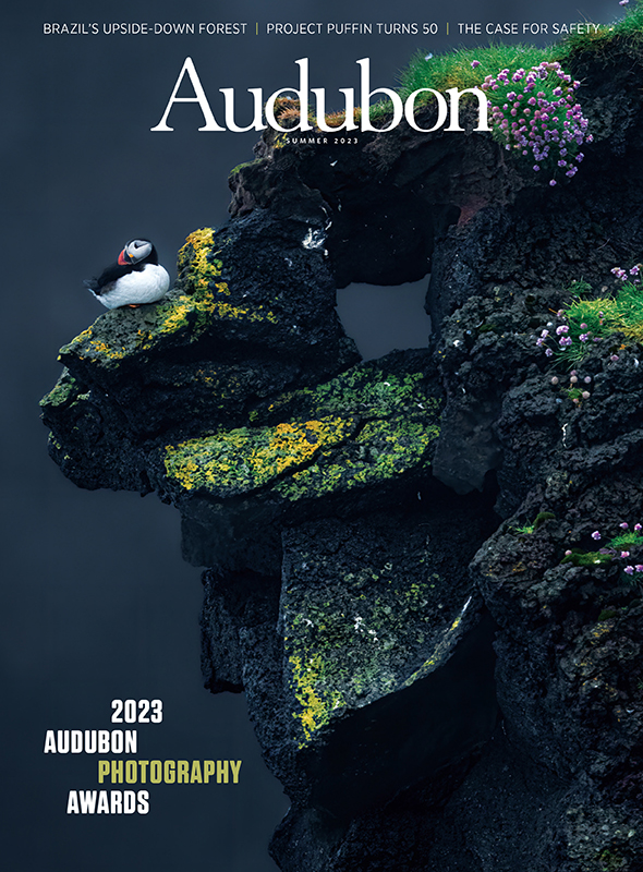 Atlantic Puffin, Summer 2023 Audubon magazine.