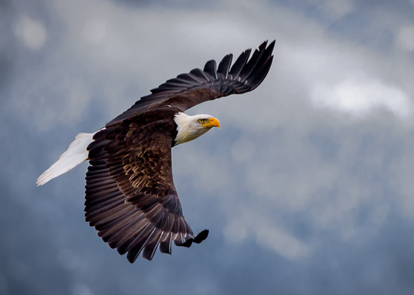 Bald Eagle. Photo: Don Berman/Audubon Photography Awards