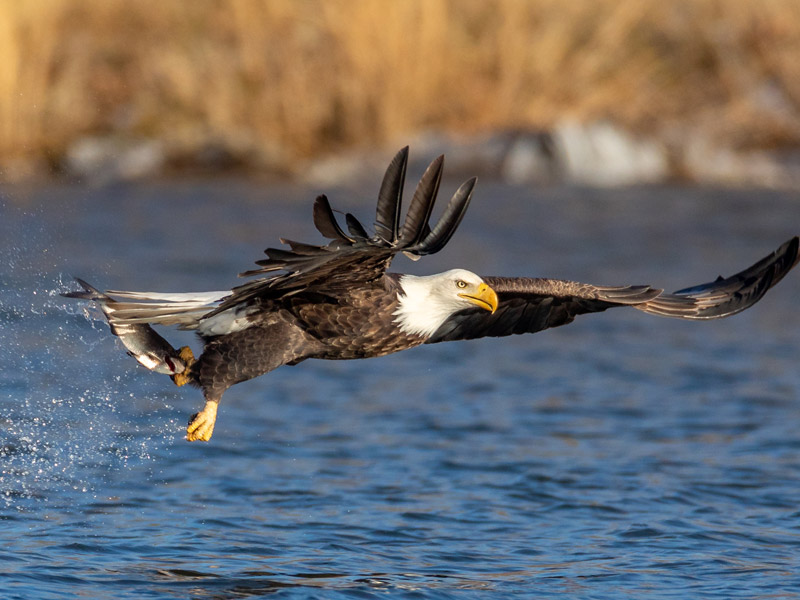 Bald Eagle taking flight above water, holding a fish in its talons.