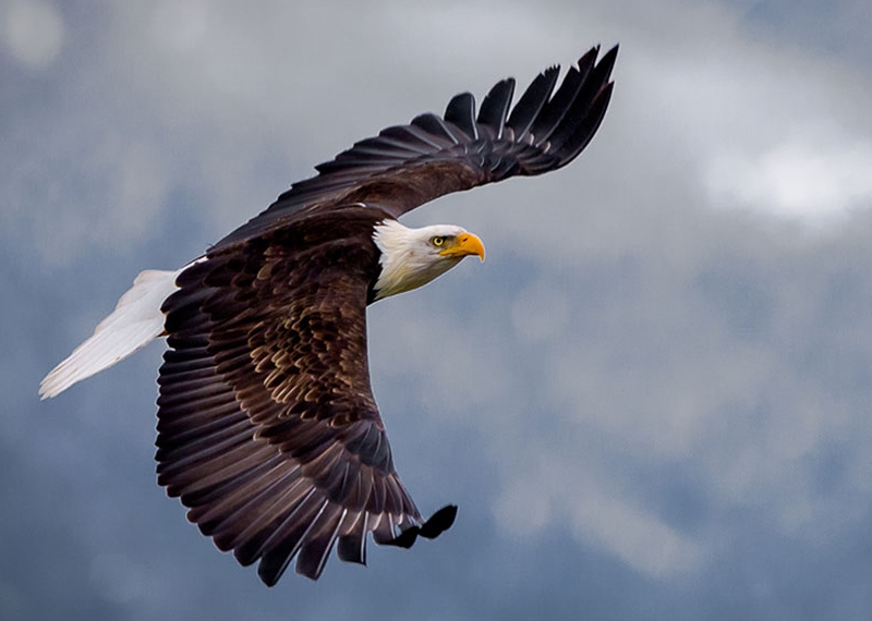 Bald Eagle.