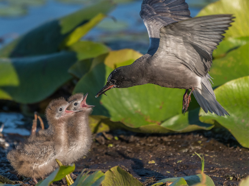 Black Tern parent feeding two chicks.