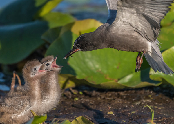 Black Tern feeding chicks.