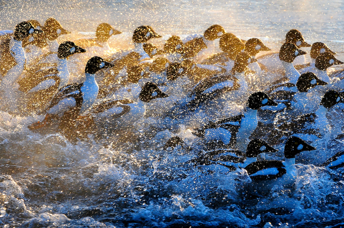 About a dozen Common Goldeneyes swimming in the surf at sunset with ocean spray in the foreground.