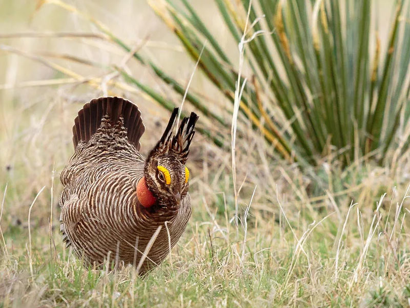 Lesser Prairie-Chicken.