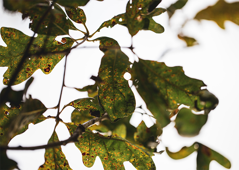 The cupped edges and leaf discoloration on an oak tree are consistent with dicamba exposure.