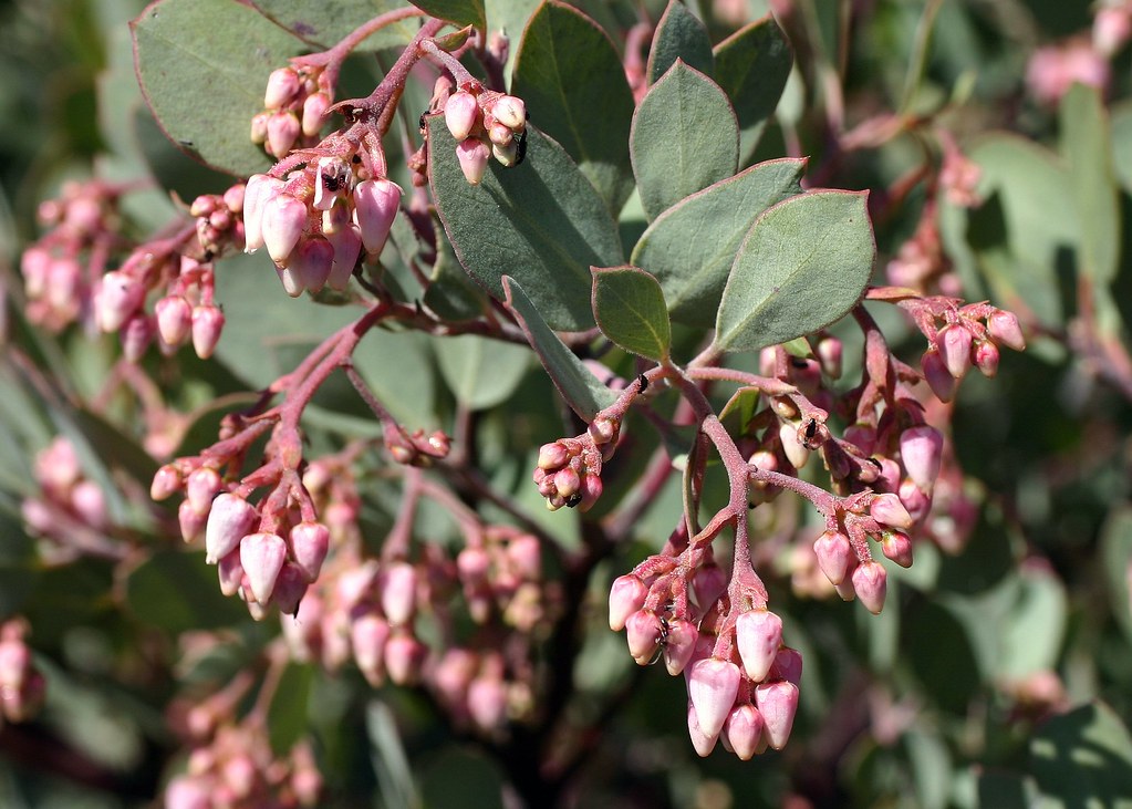 Arctostaphylos glandulosa. 