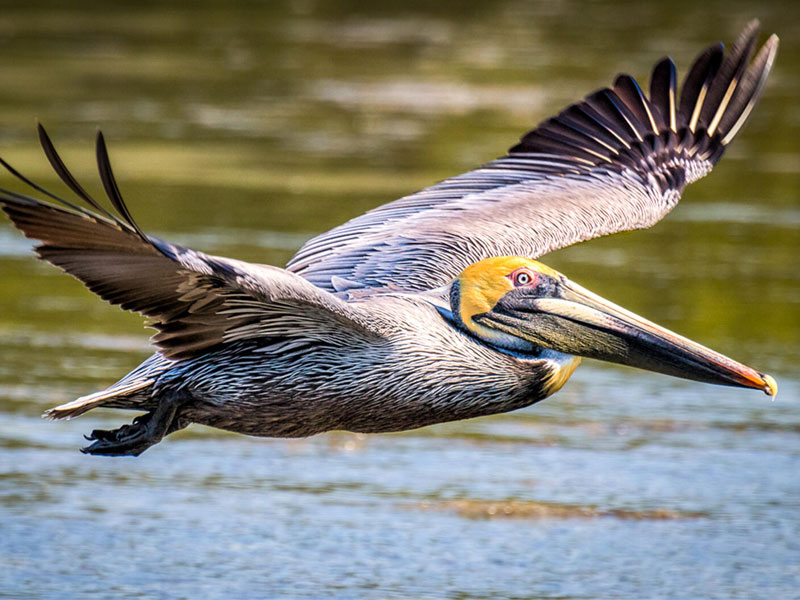 Brown Pelican in flight over water.