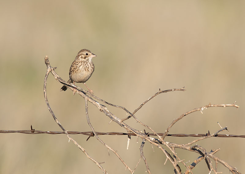 Vesper Sparrow.