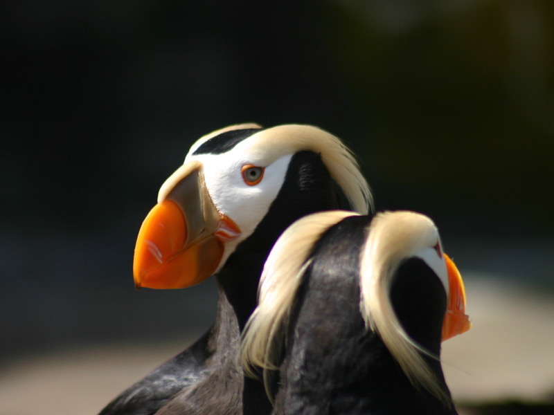 Tufted Puffins.