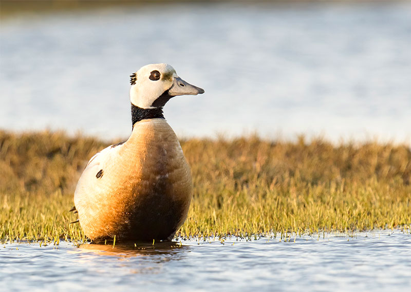 Steller's Eider.