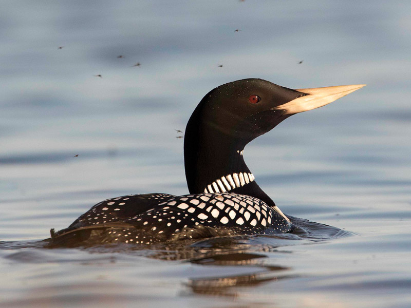 Yellow-billed Loon floating on water, surrounded by flying insects.